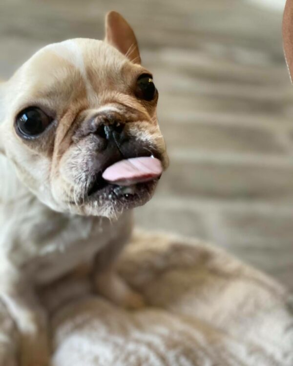 From Despair to Joy: The Heartbreaking Journey of a Rescued Puppy Mill Dog-1