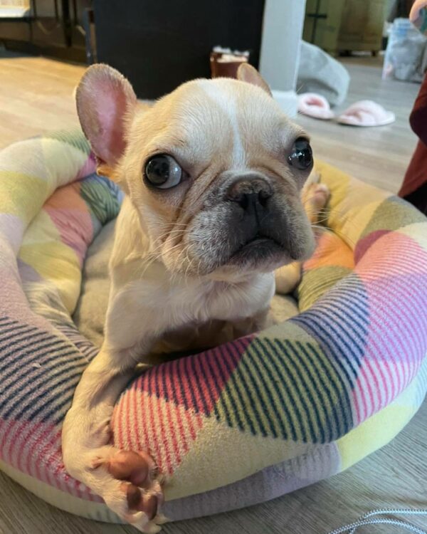 From Despair to Joy: The Heartbreaking Journey of a Rescued Puppy Mill Dog-1