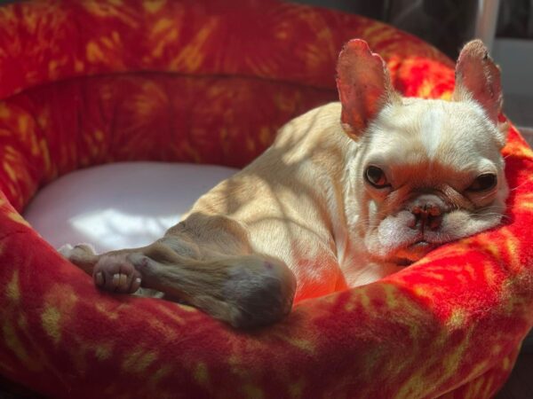 From Despair to Joy: The Heartbreaking Journey of a Rescued Puppy Mill Dog-1
