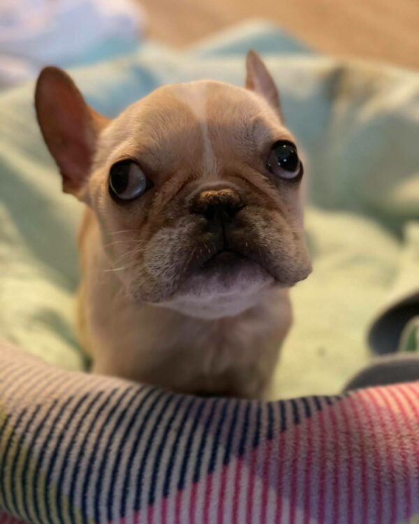 From Despair to Joy: The Heartbreaking Journey of a Rescued Puppy Mill Dog-1