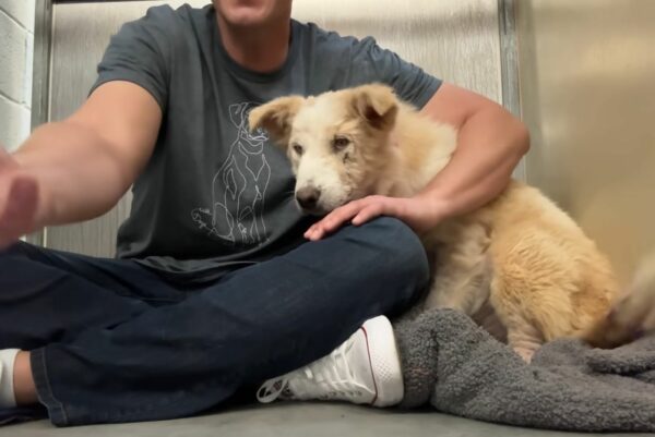 From Despair to Joy: The Heartfelt Journey of a Neglected Dog's First Toy-1