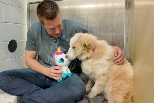 From Despair to Joy: The Heartfelt Journey of a Neglected Dog's First Toy-1