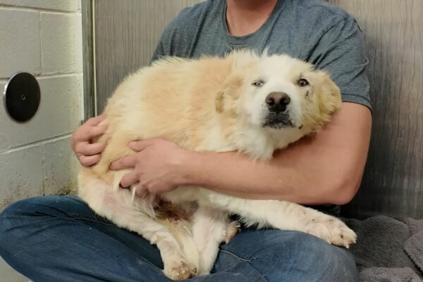 From Despair to Joy: The Heartfelt Journey of a Neglected Dog's First Toy-1