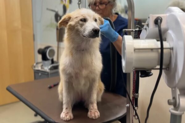 From Despair to Joy: The Heartfelt Journey of a Neglected Dog's First Toy-1