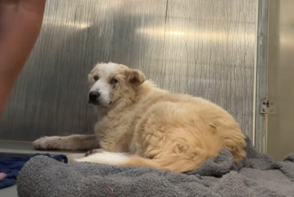From Despair to Joy: The Heartfelt Journey of a Neglected Dog's First Toy-1