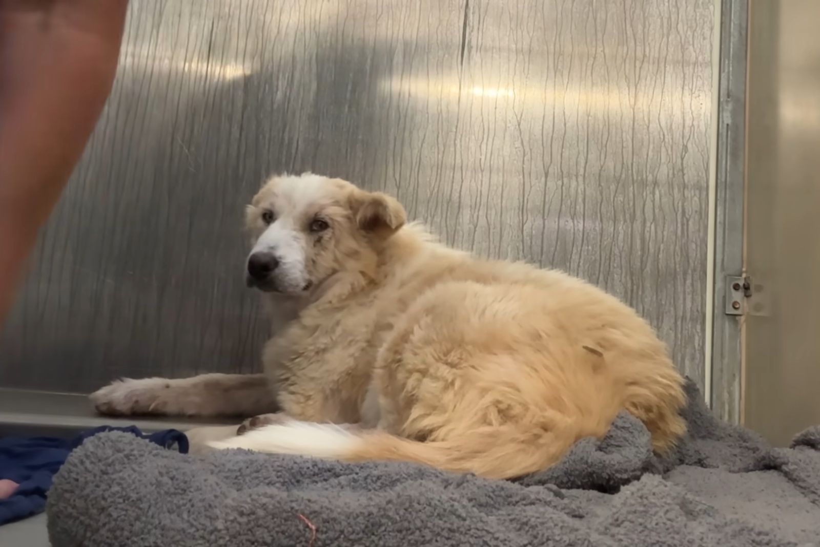 From Despair to Joy: The Heartfelt Journey of a Neglected Dog's First Toy