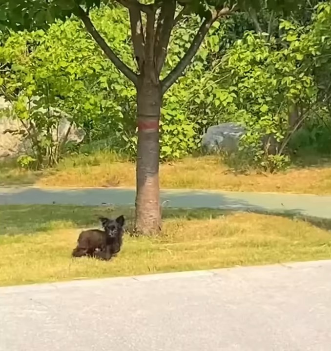 From Despair to Joy: The Incredible Journey of a Stray Dog's Salvation