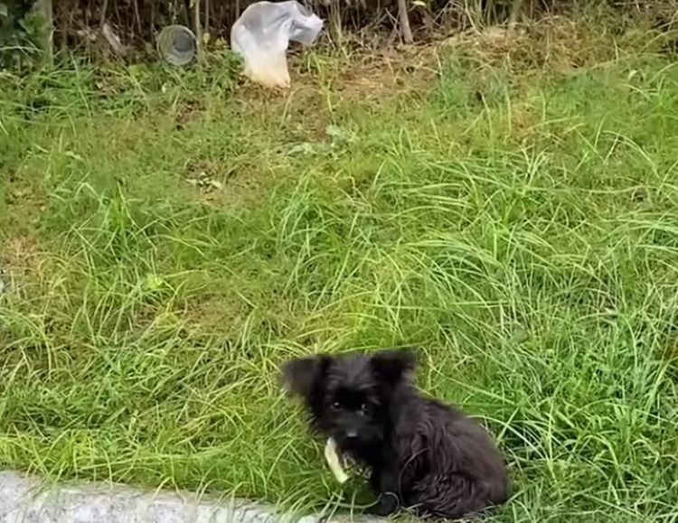 From Despair to Joy: The Incredible Journey of a Stray Dog's Salvation