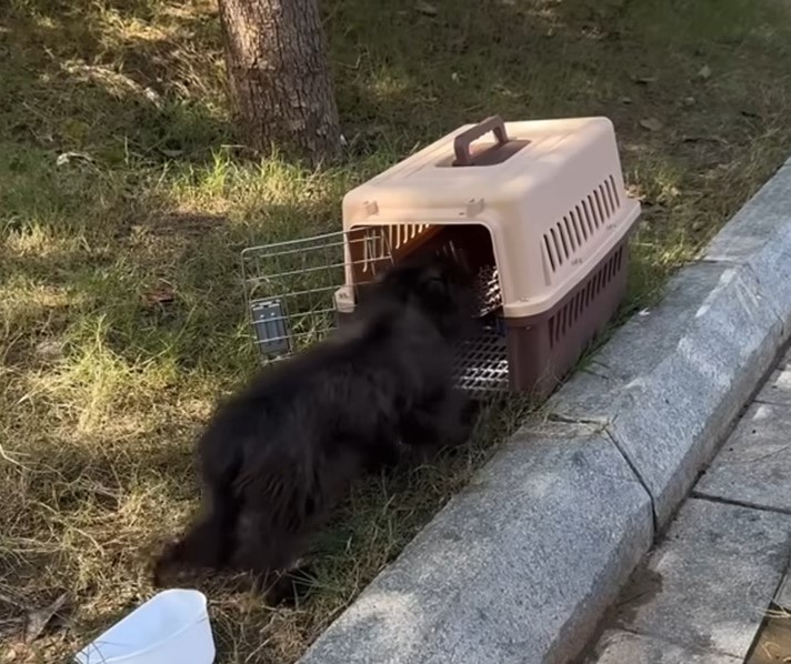 From Despair to Joy: The Incredible Journey of a Stray Dog's Salvation