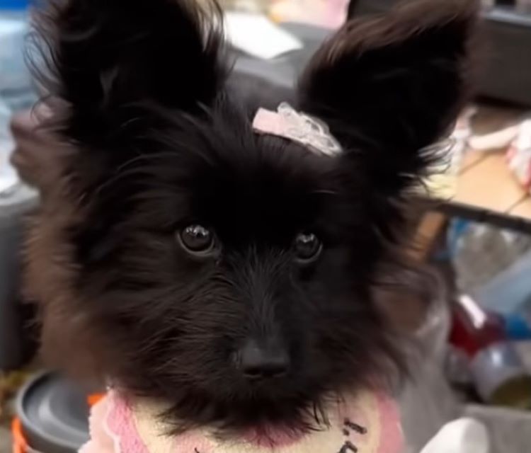 From Despair to Joy: The Incredible Journey of a Stray Dog's Salvation
