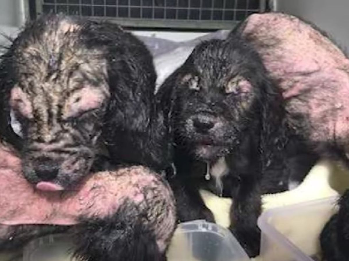From Despair to Joy: The Miraculous Journey of Four Abandoned Puppies