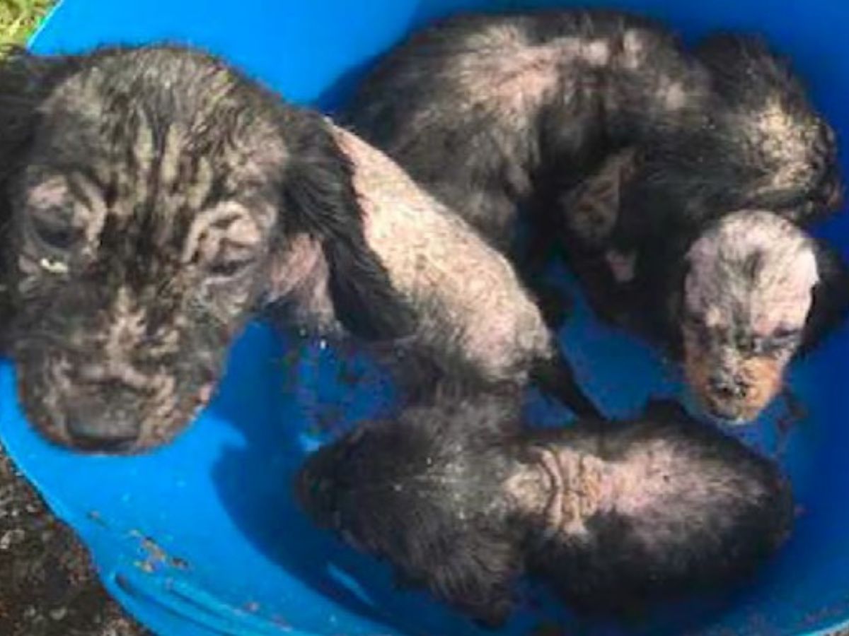 From Despair to Joy: The Miraculous Journey of Four Abandoned Puppies