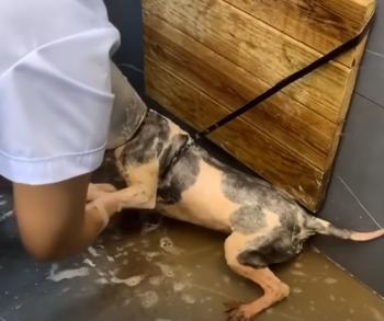 From Despair to Joy: The Muddy Stray Dog's Miraculous Transformation-1