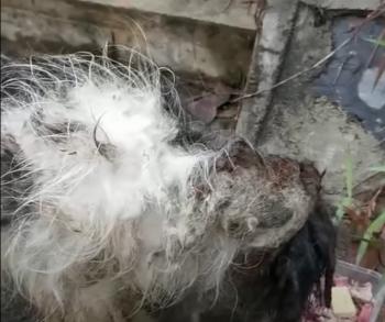 From Despair to Joy: The Muddy Stray Dog's Miraculous Transformation-1