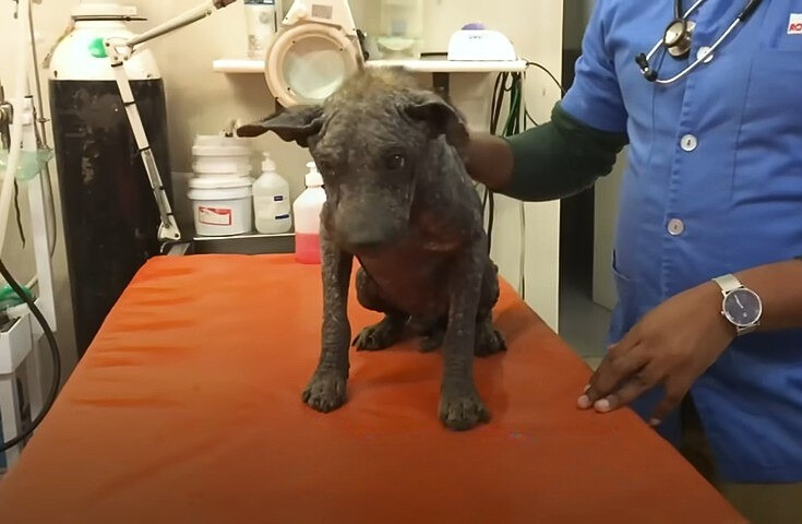 From Despair to Joy: The Transformation of a 'Stone Dog' Who Found His ...