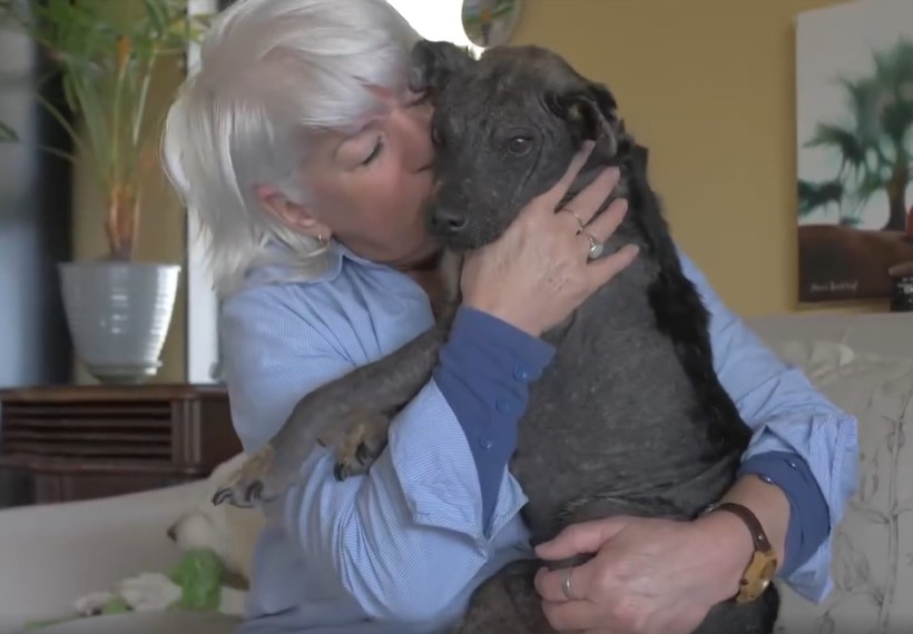 From Despair to Joy: The Transformation of a 'Stone Dog' Who Found His ...