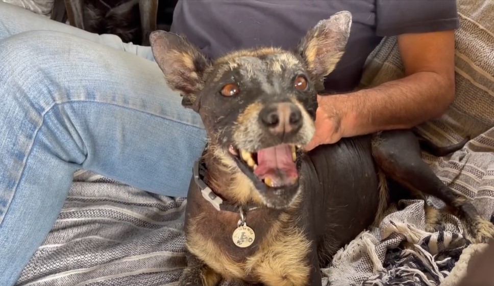 From Despair to Joy: The Transformation of a 'Stone Dog' Who Found His ...
