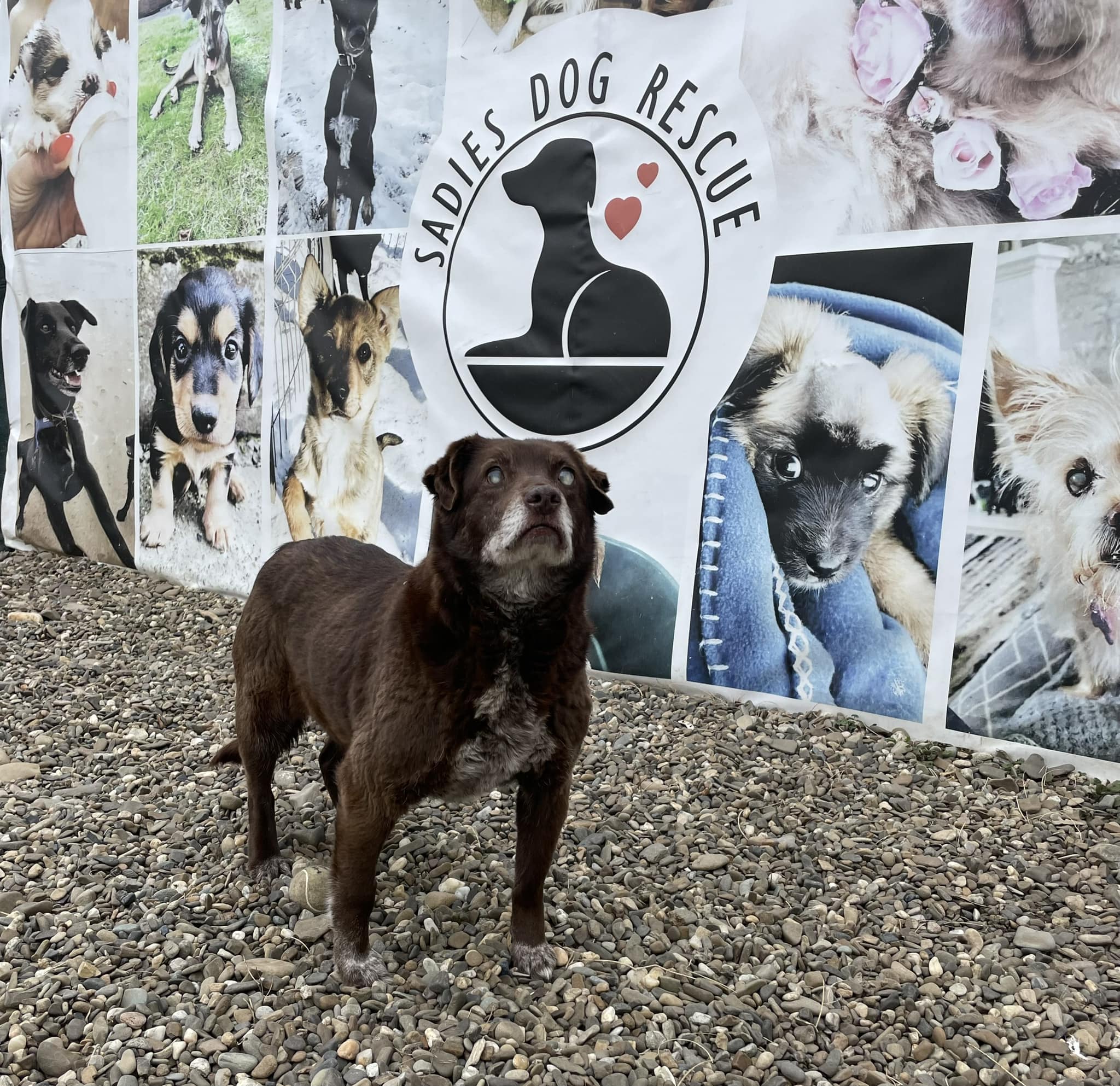 From Despair to Joy: The Transformation of Teasel, a Blind Dog ...