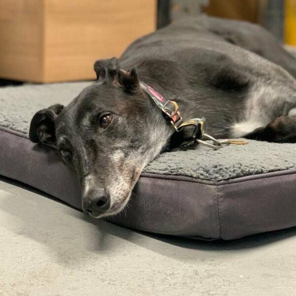 From Despair to Joy: The Unbelievable Journey of a Senior Race Dog-1