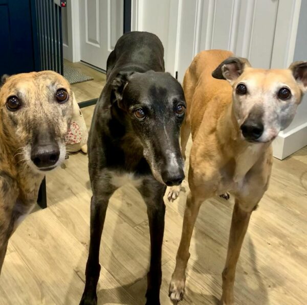 From Despair to Joy: The Unbelievable Journey of a Senior Race Dog-1