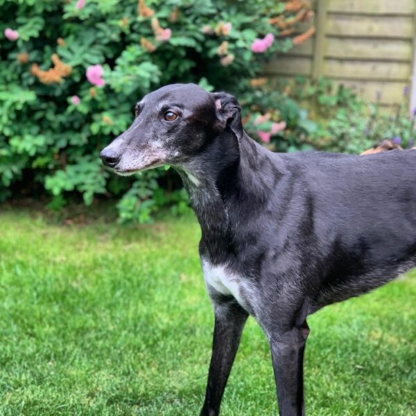 From Despair to Joy: The Unbelievable Journey of a Senior Race Dog-1
