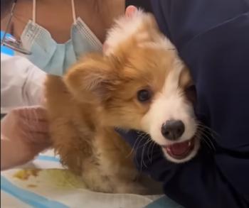 From Despair to Joy: The Unbelievable Journey of an Abandoned Puppy-1