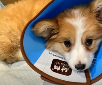 From Despair to Joy: The Unbelievable Journey of an Abandoned Puppy-1
