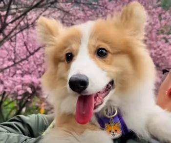 From Despair to Joy: The Unbelievable Journey of an Abandoned Puppy-1