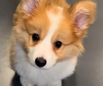 From Despair to Joy: The Unbelievable Journey of an Abandoned Puppy-1