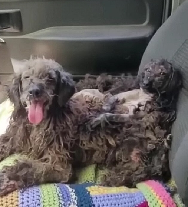 From Desperation to Delight: The Gripping Rescue of Two Puppies
