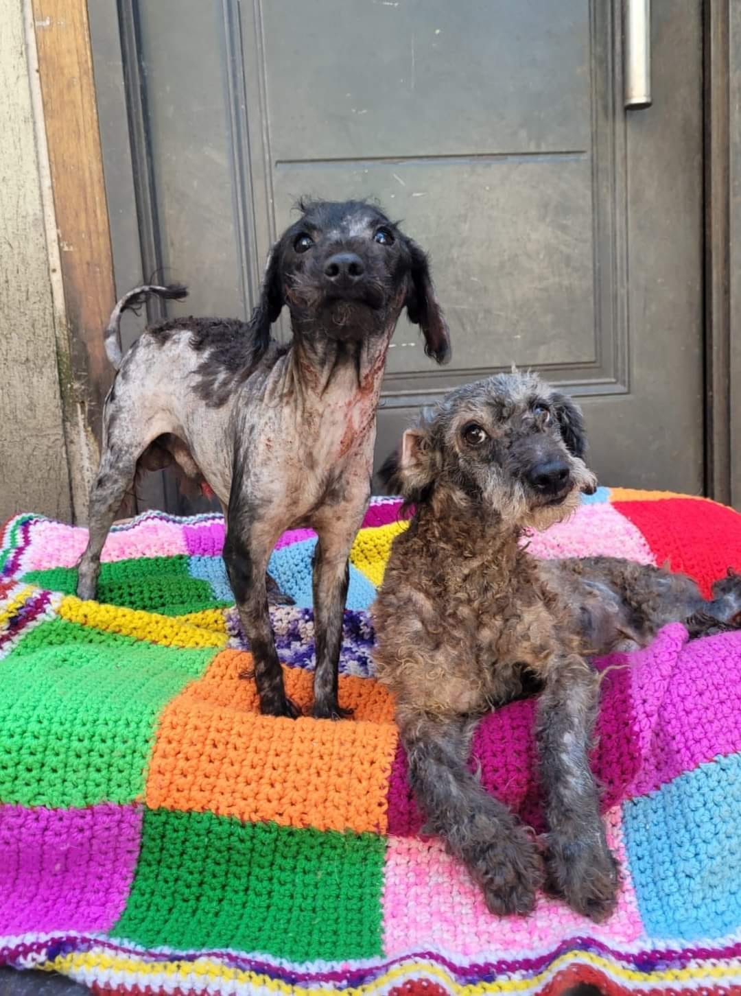 From Desperation to Delight: The Gripping Rescue of Two Puppies