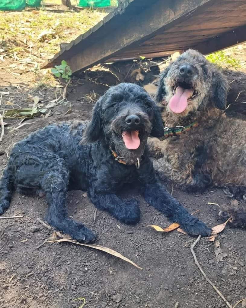 From Desperation to Delight: The Gripping Rescue of Two Puppies