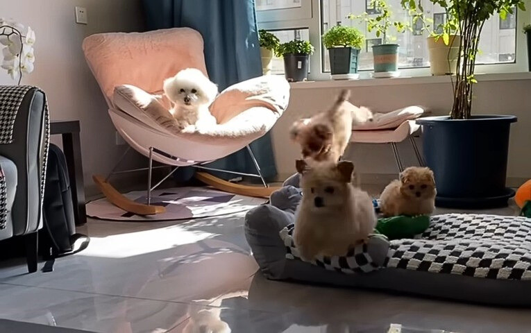 From Desperation to Delight: The Transformation of Two Abandoned Puppies