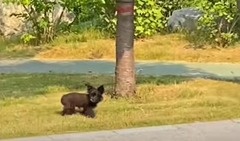 From Desperation to Joy: The Heartfelt Journey of a Starving Puppy-1