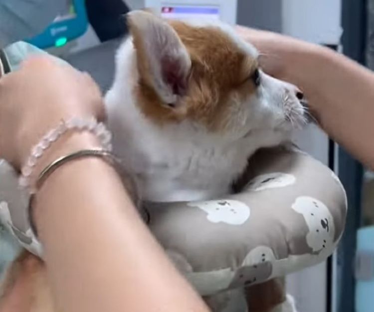 From Desperation to Joy: The Unbelievable Journey of a Rescued Puppy