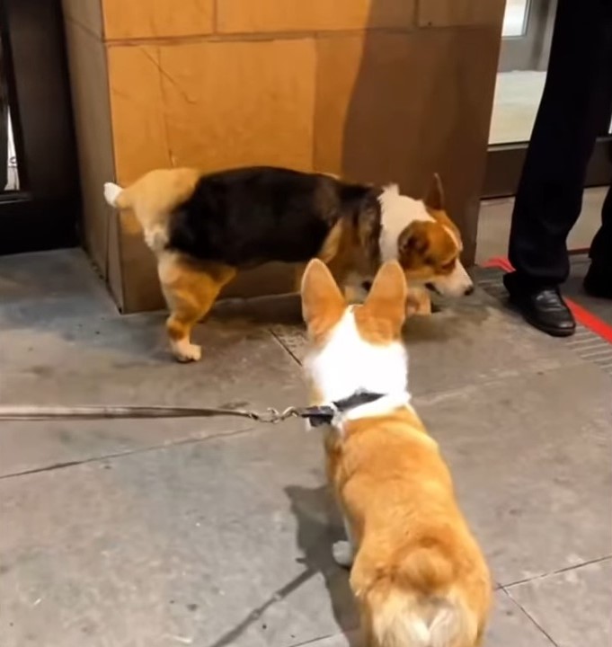 From Desperation to Joy: The Unbelievable Journey of a Rescued Puppy