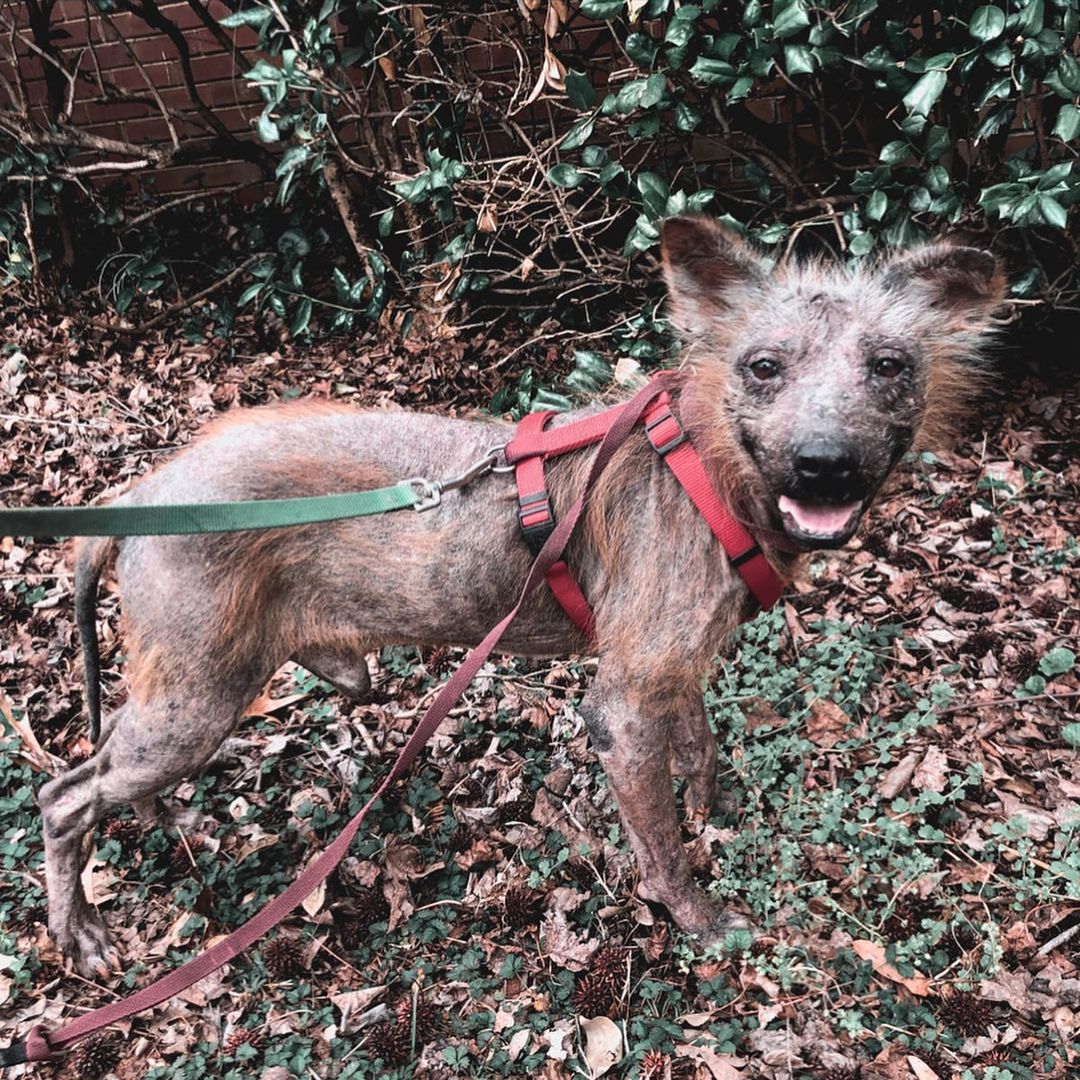 From Fear to Affection: The Incredible Tale of a Hairless Puppy's Journey