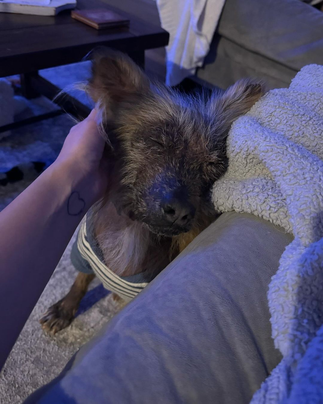 From Fear to Affection: The Incredible Tale of a Hairless Puppy's Journey