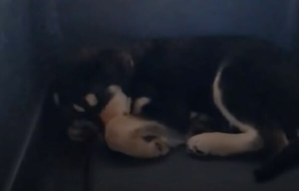 From Fear to Cheer: The Incredible Transformation of a Timid Pup-1