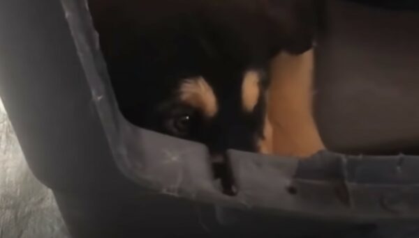 From Fear to Cheer: The Incredible Transformation of a Timid Pup-1