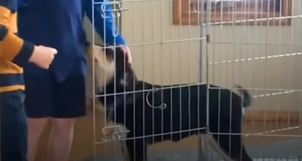 From Fear to Cheer: The Incredible Transformation of a Timid Pup-1