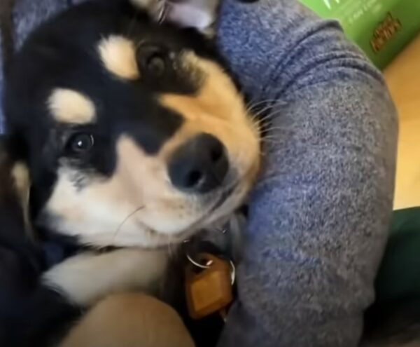 From Fear to Cheer: The Incredible Transformation of a Timid Pup-1