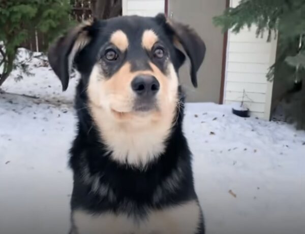 From Fear to Cheer: The Incredible Transformation of a Timid Pup-1