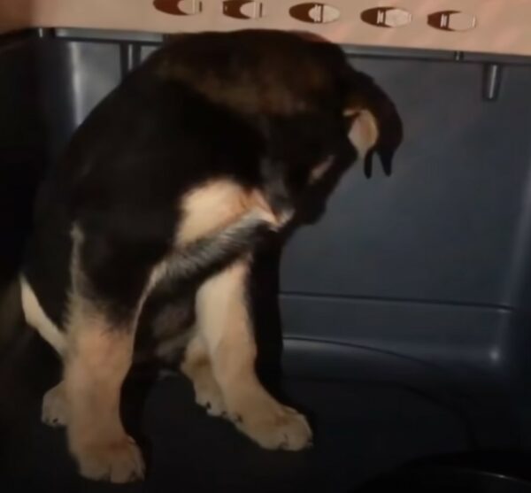 From Fear to Cheer: The Incredible Transformation of a Timid Pup-1