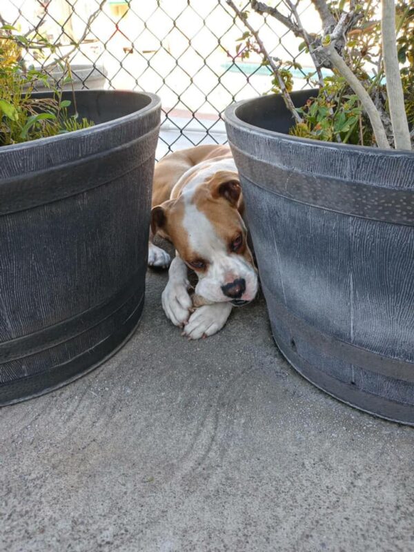 From Fear to Joy: How a Stray Dog Found Solace in Plush Toys-1