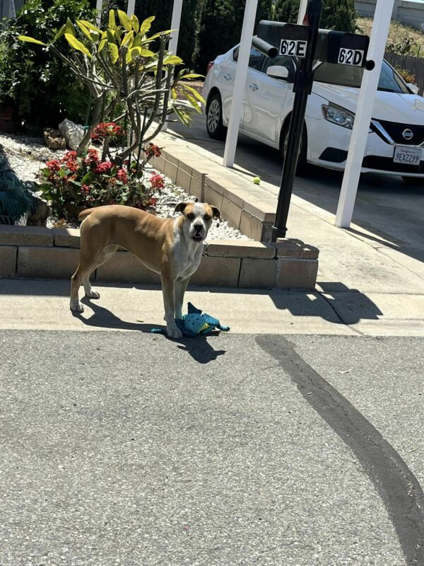 From Fear to Joy: How a Stray Dog Found Solace in Plush Toys-1