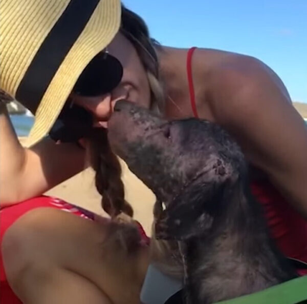 Del desamor a la esperanza: el milagro de rescate junto a la playa de un cachorro sarnoso-1