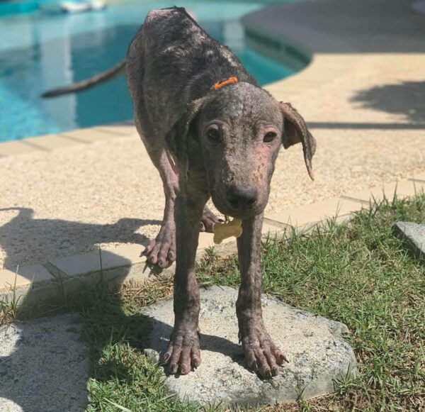 Del desamor a la esperanza: el milagro de rescate junto a la playa de un cachorro sarnoso-1