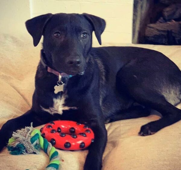 Del desamor a la esperanza: el milagro de rescate junto a la playa de un cachorro sarnoso-1