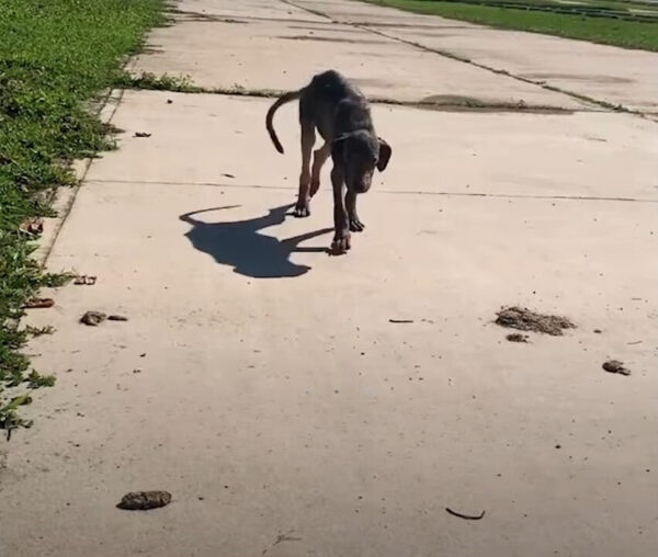 Del desamor a la esperanza: el milagro de rescate junto a la playa de un cachorro sarnoso-1